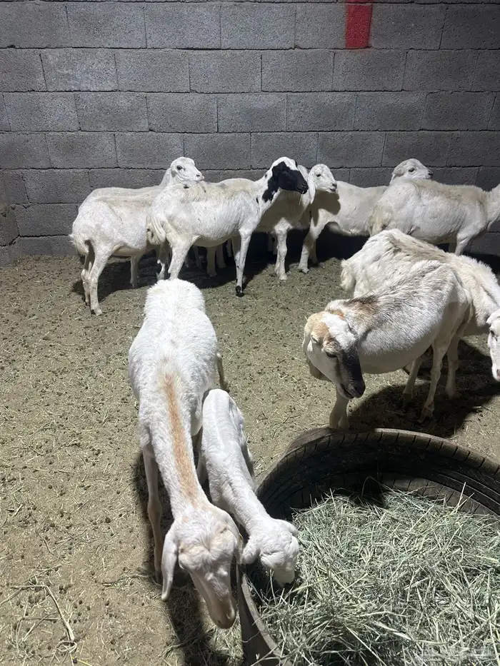 6 رفيديات تحتها سته 1