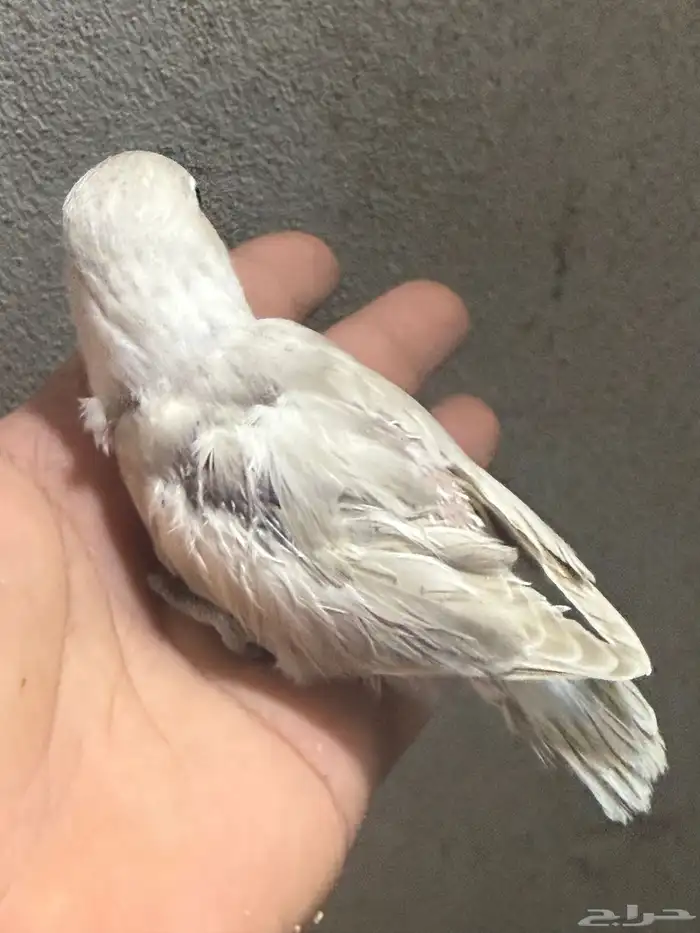 فرخ فيشر هولندي 1