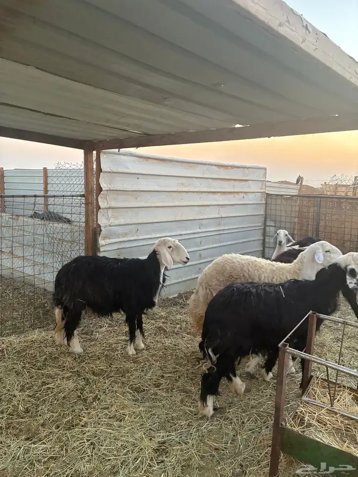 غنم نجد دفيع طيبه 6