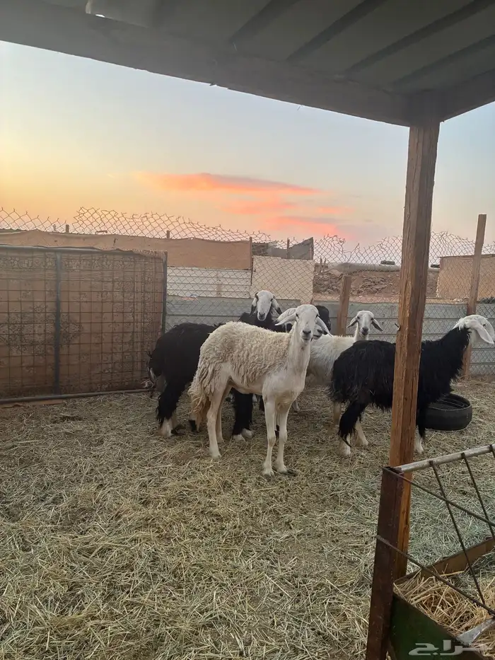 غنم نجد دفيع طيبه 1