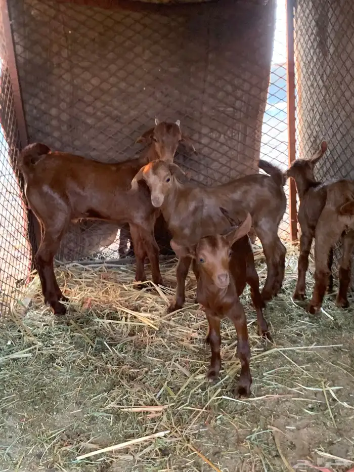 للبيع معزا دهم مواليد 10