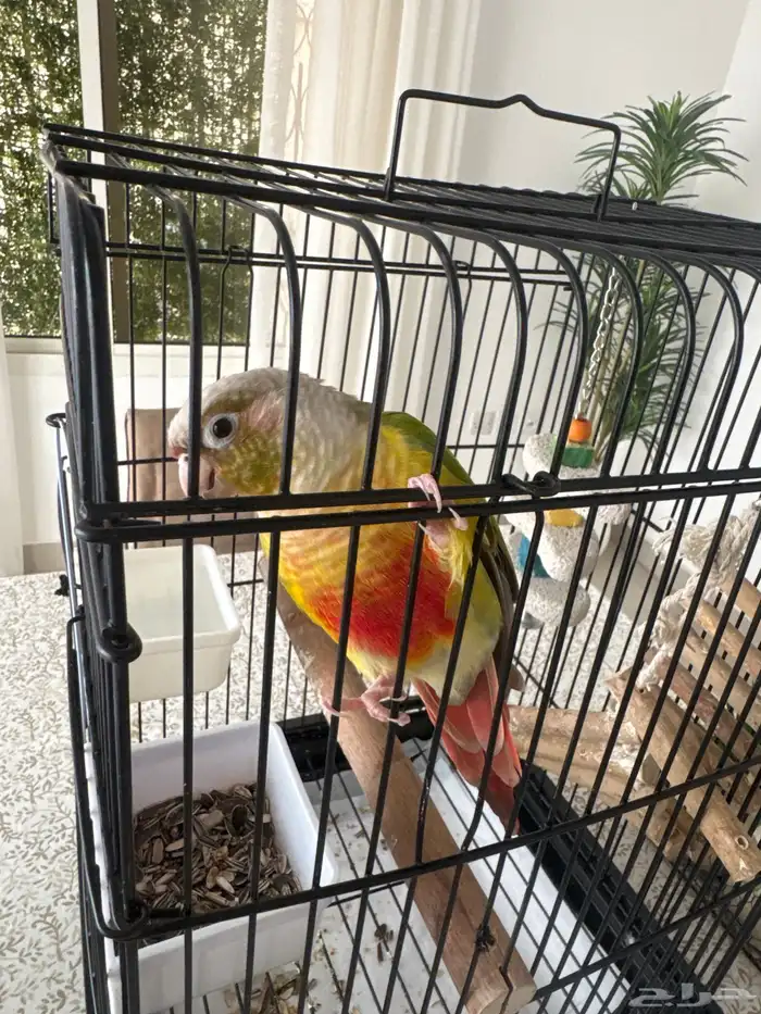 كنيور ريد فاكتور 8 شهور مفطوم نشيط 2