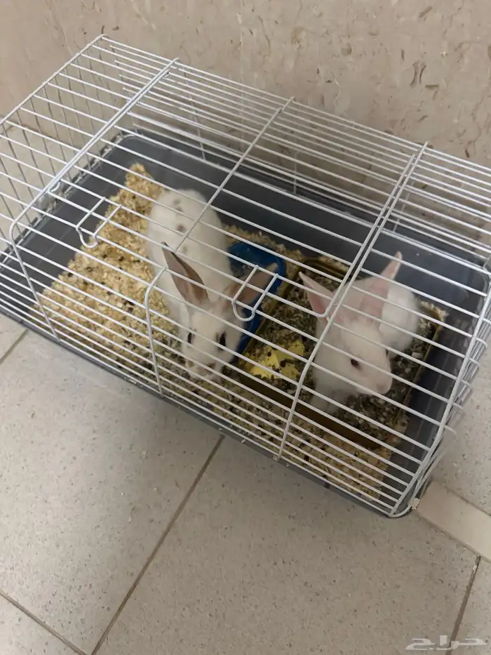 ارانب للبيع 0