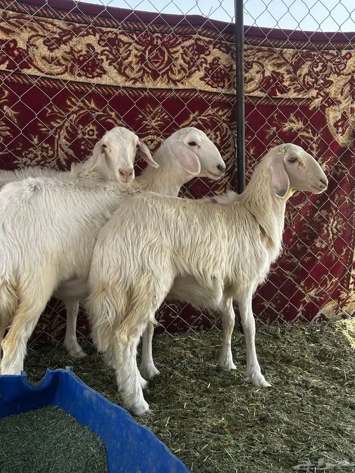 ارخل مقاني 2