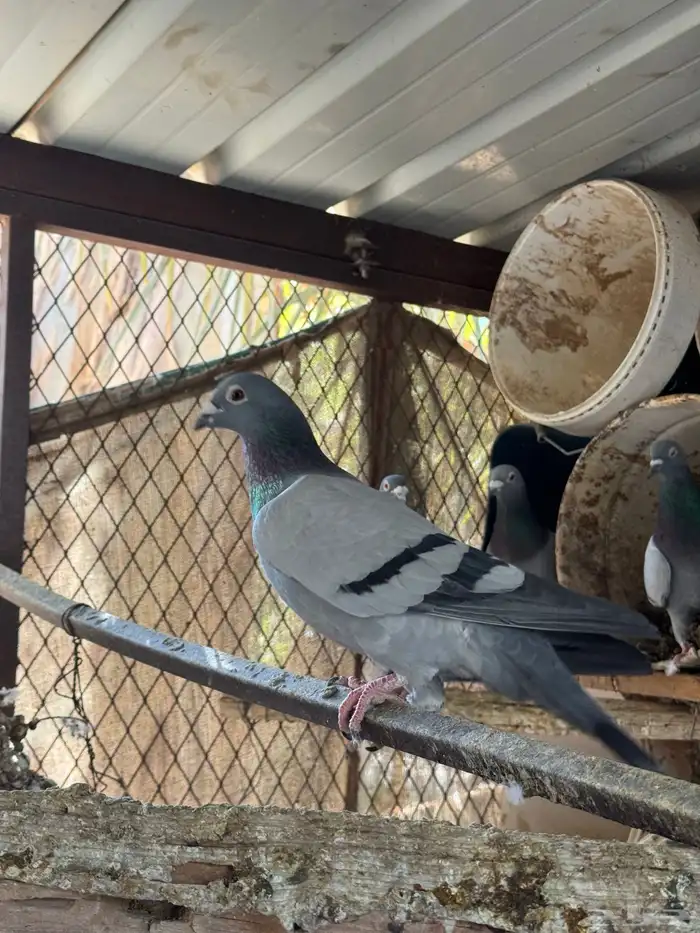 حمام زاجل منتج 4