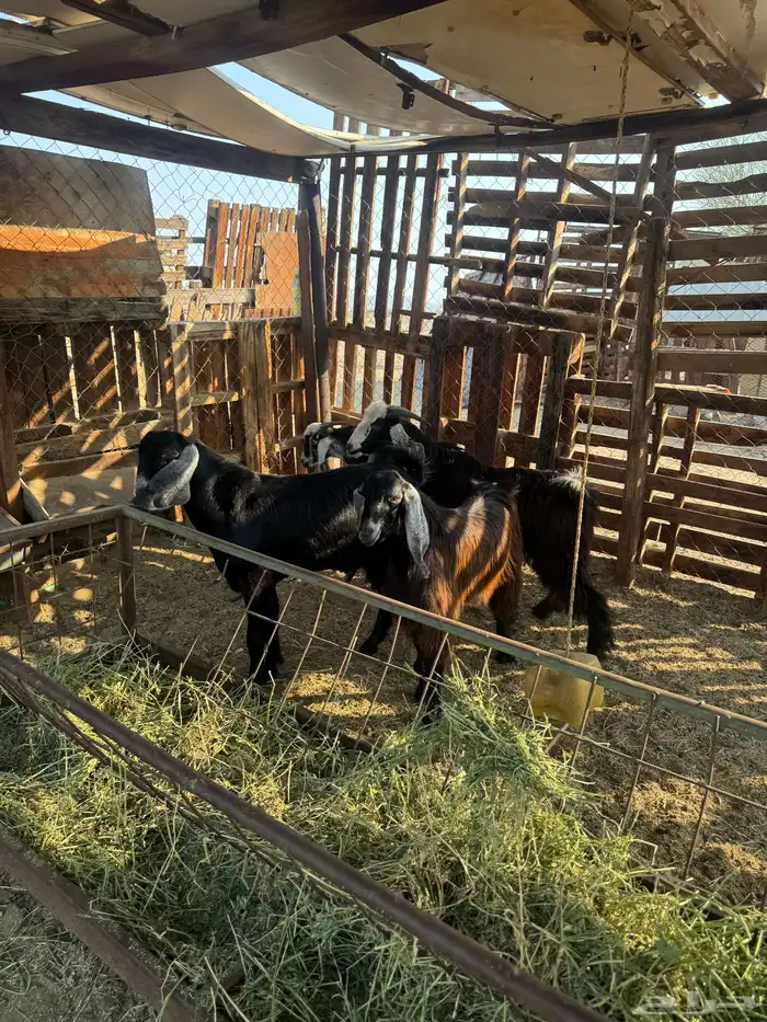 جفار وتيس مضبي 7