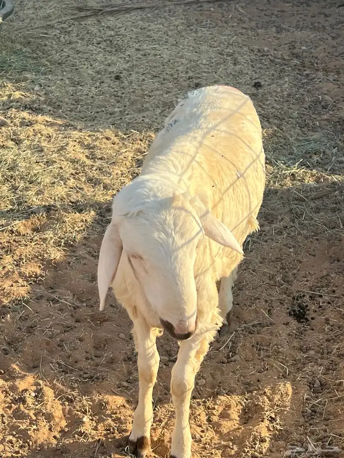 خروف ساكني للبيع 0