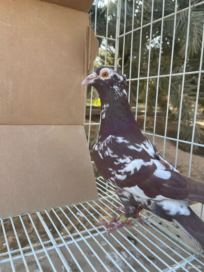 زاجل اجواز 2