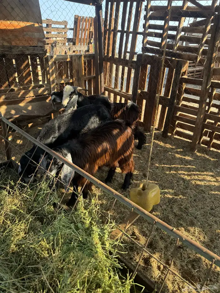 جفار وتيس مضبي 6