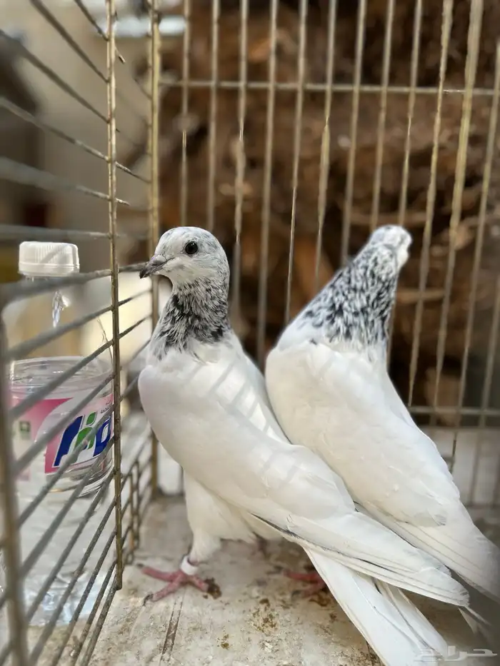 جوز باكستاني موتياء 5