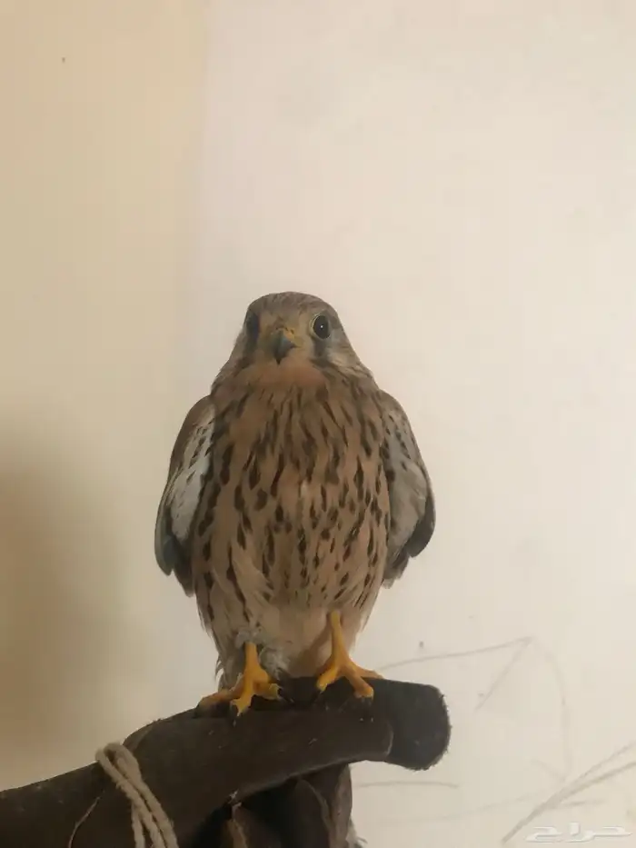 باشق مدرب للبيع علا اعلا سومه لا يجي الا الصامد 2