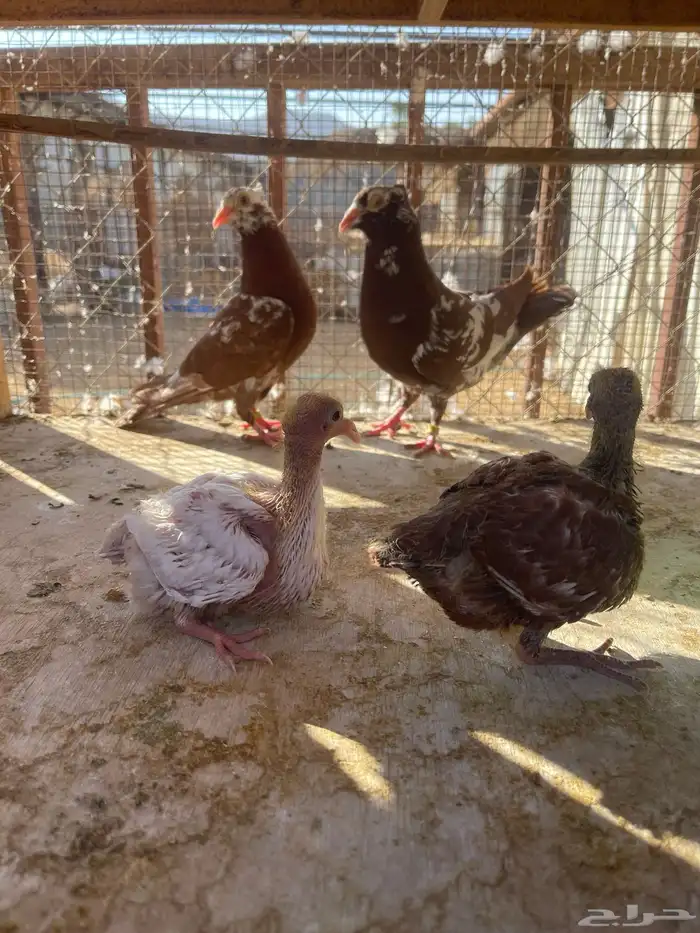 زاجل اجواز 4