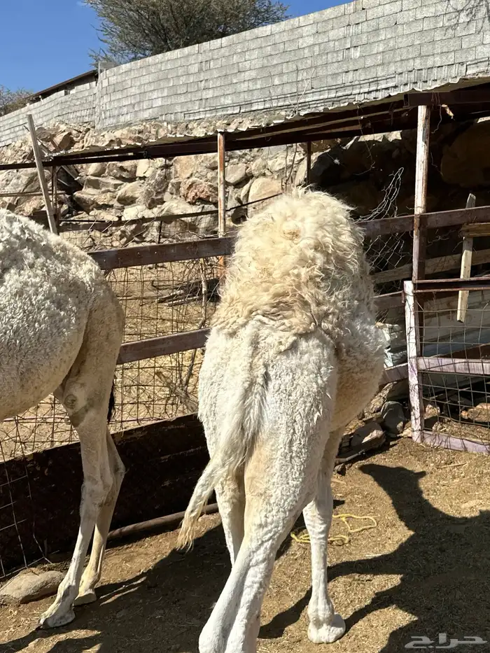 قعدان 2 للبيع 2