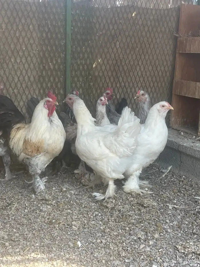 دجاج براهمه للبيع 2