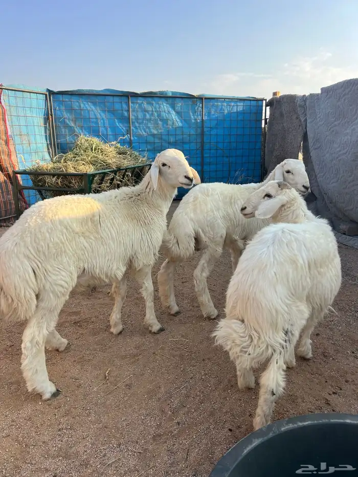 خرفنا طيبه ذبح 2