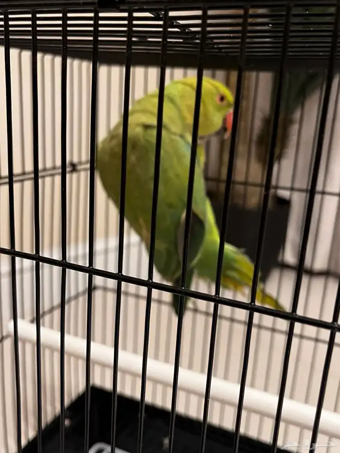 ببغاء الدره للبيع 2