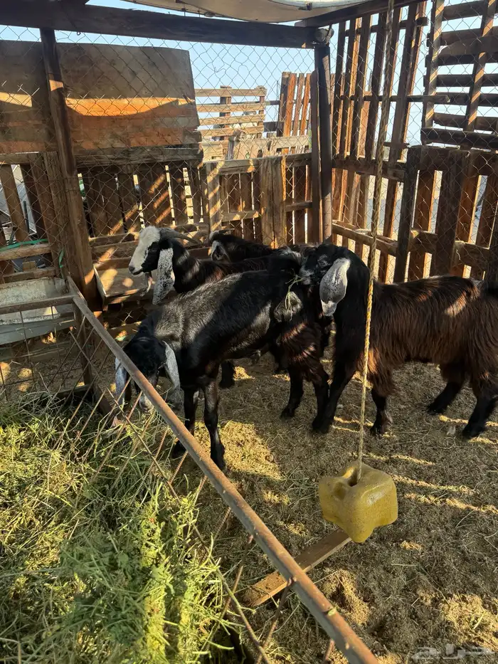 جفار وتيس مضبي 9