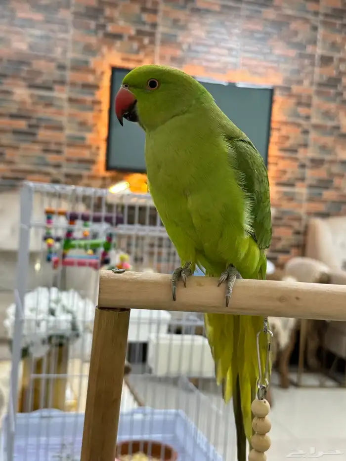 درة هندي( تم البيع ) 5