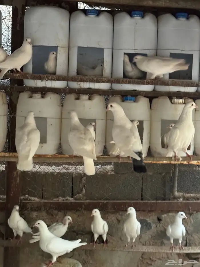 حمام فرنسي 11