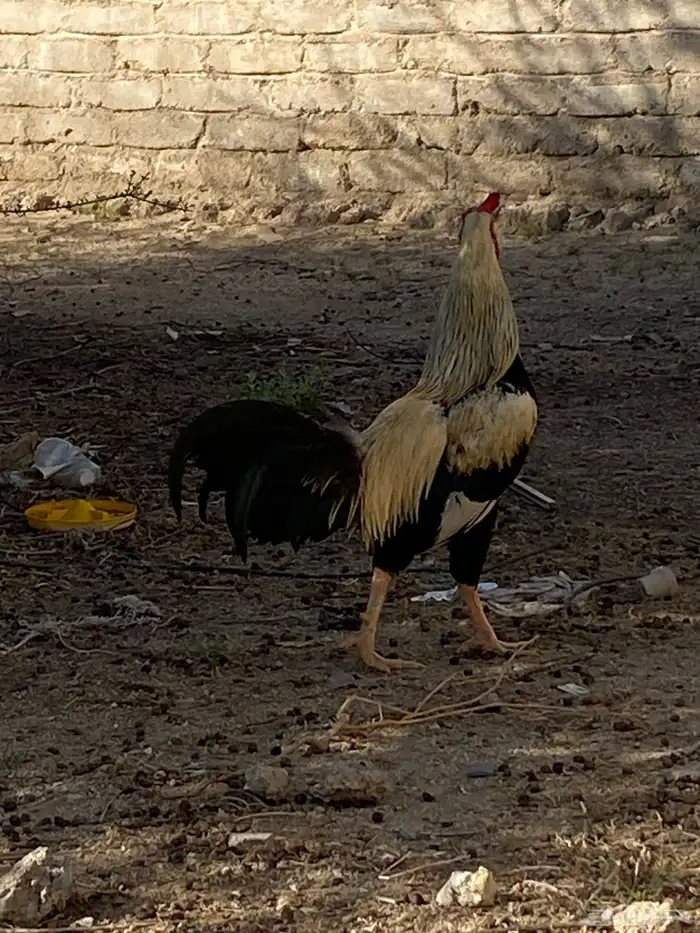 دجاج فارسي 0