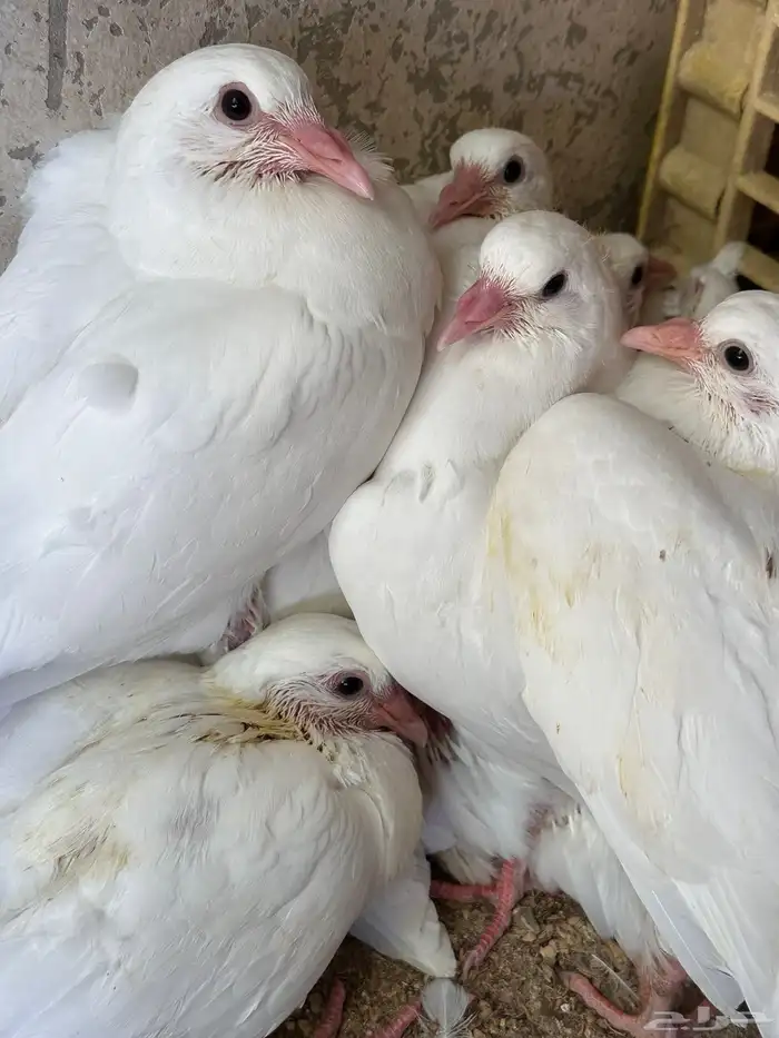 زغاليل حمام فرنسي فاخر 0