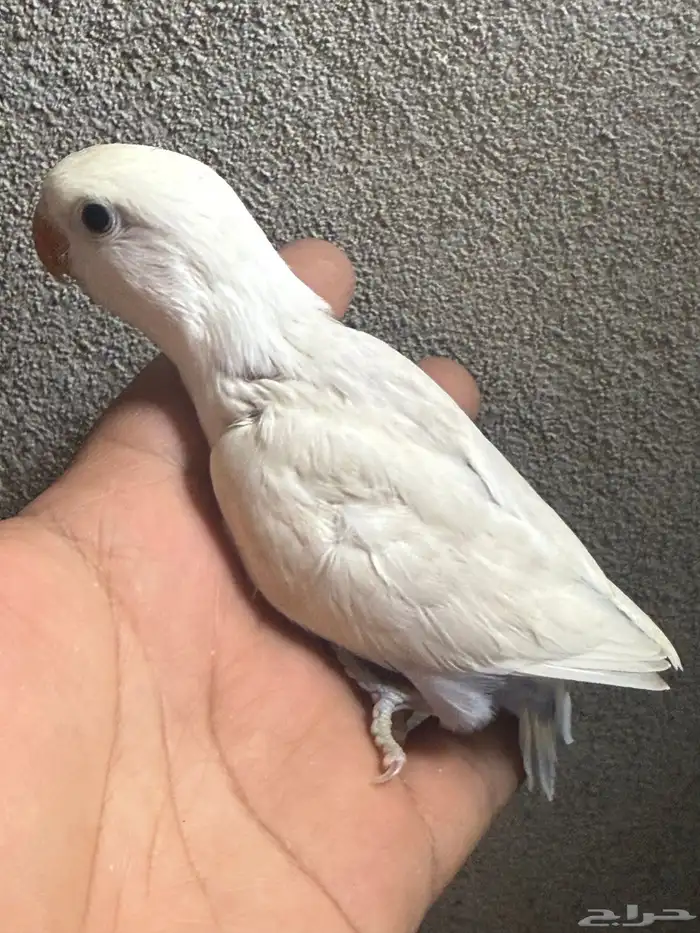 فرخ فيشر هولندي ابيض 2