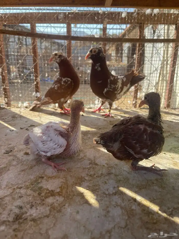 زاجل اجواز 3