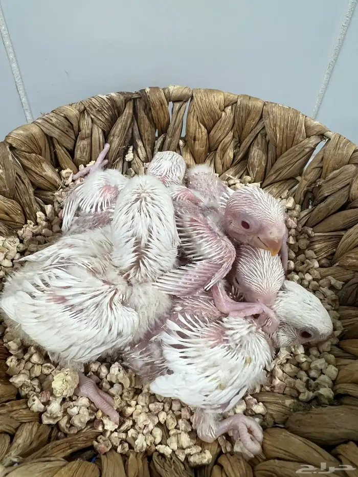 فروخ روز غر البينو جمله 5 حبات 1