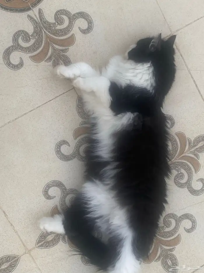 قط مفقود ضائع قطط مكافأة 500 للي يلقاه 2