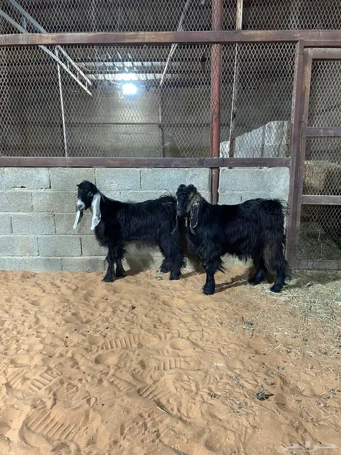 تيوس عوارض ناهيه زبده(تم البيع ) 1