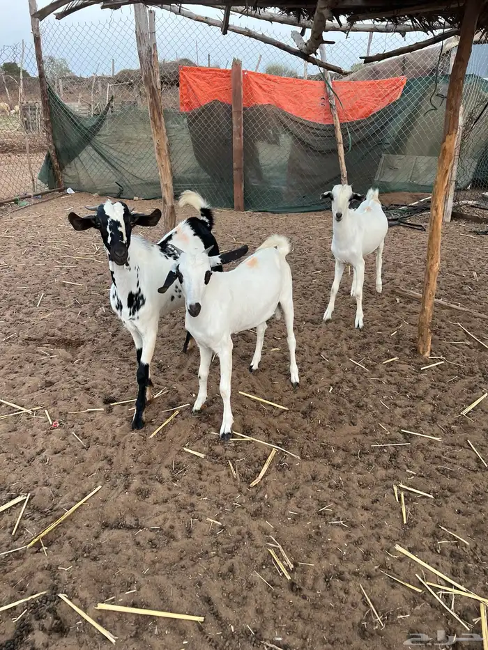 بيشي ذبايح تيوس بلدي 1