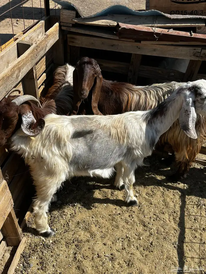 معزا للبيع 1