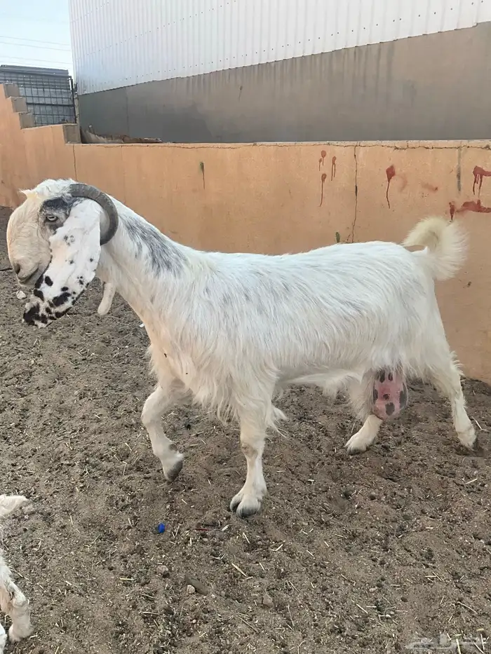 عنز مطفل خصم 1