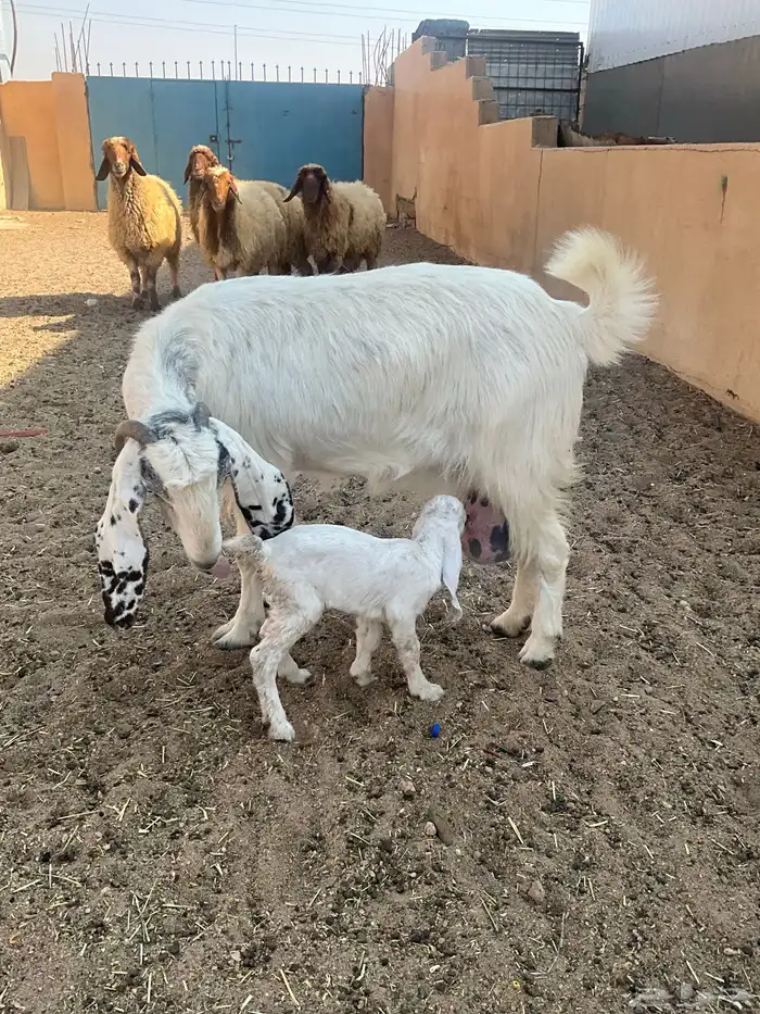 عنز مطفل خصم 2