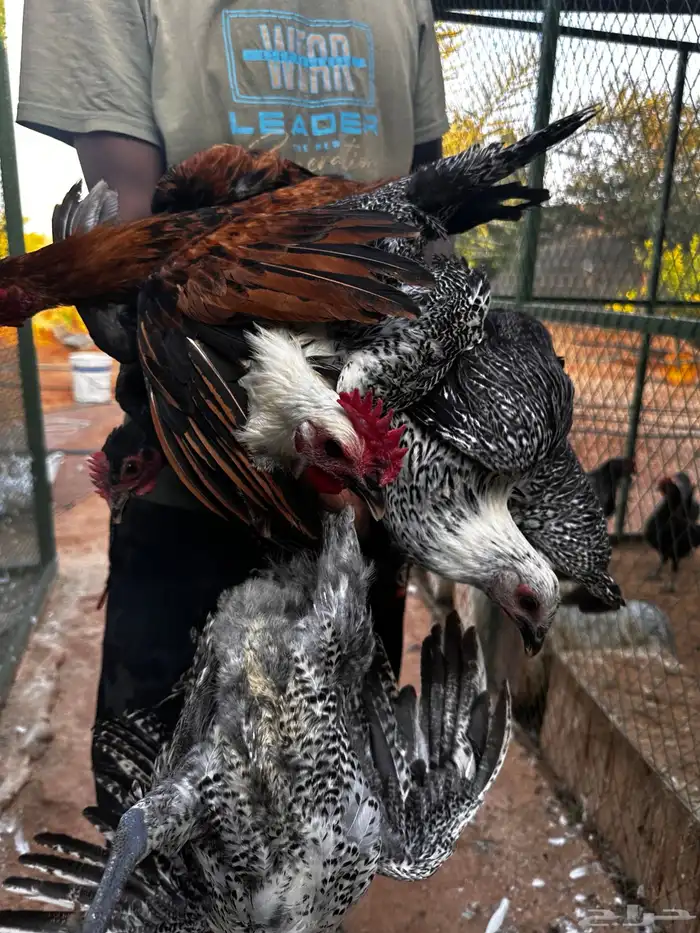 دجاج بياض رومي وبلدي وديكه للبيع 0