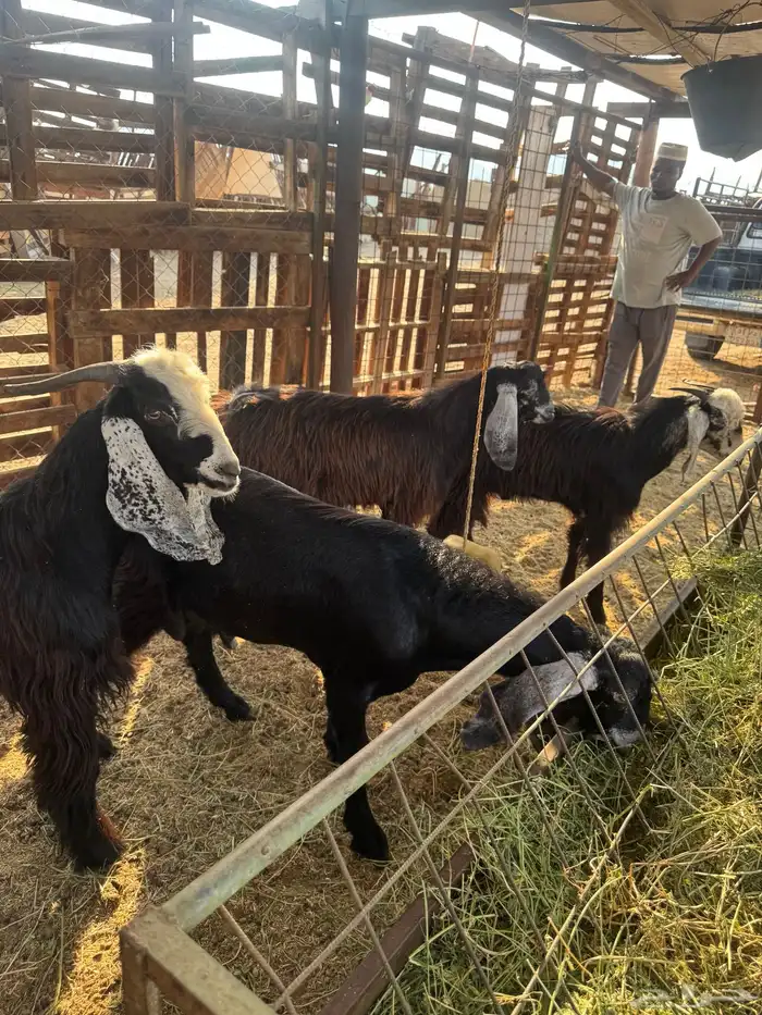 جفار وتيس مضبي 12