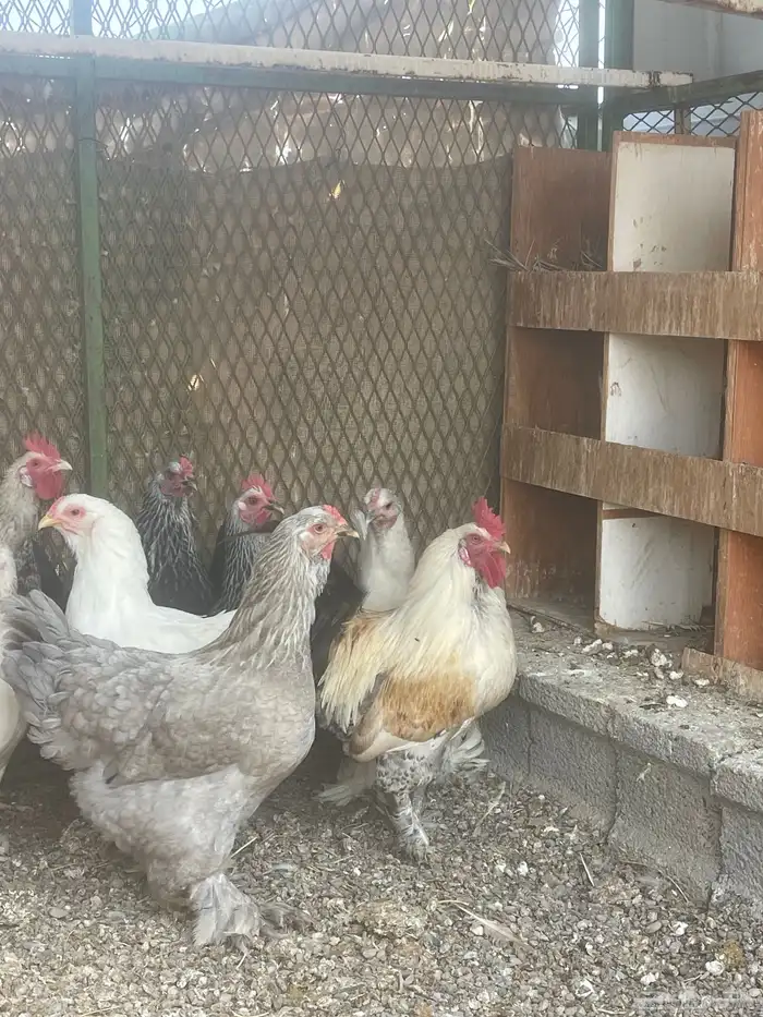 دجاج براهمه للبيع 4