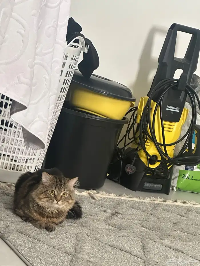 قطط ذكر وأنثى لتبني 7