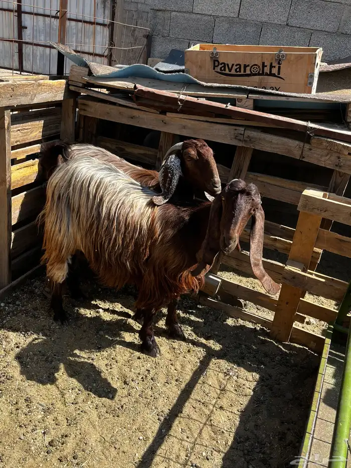 معزا للبيع 2