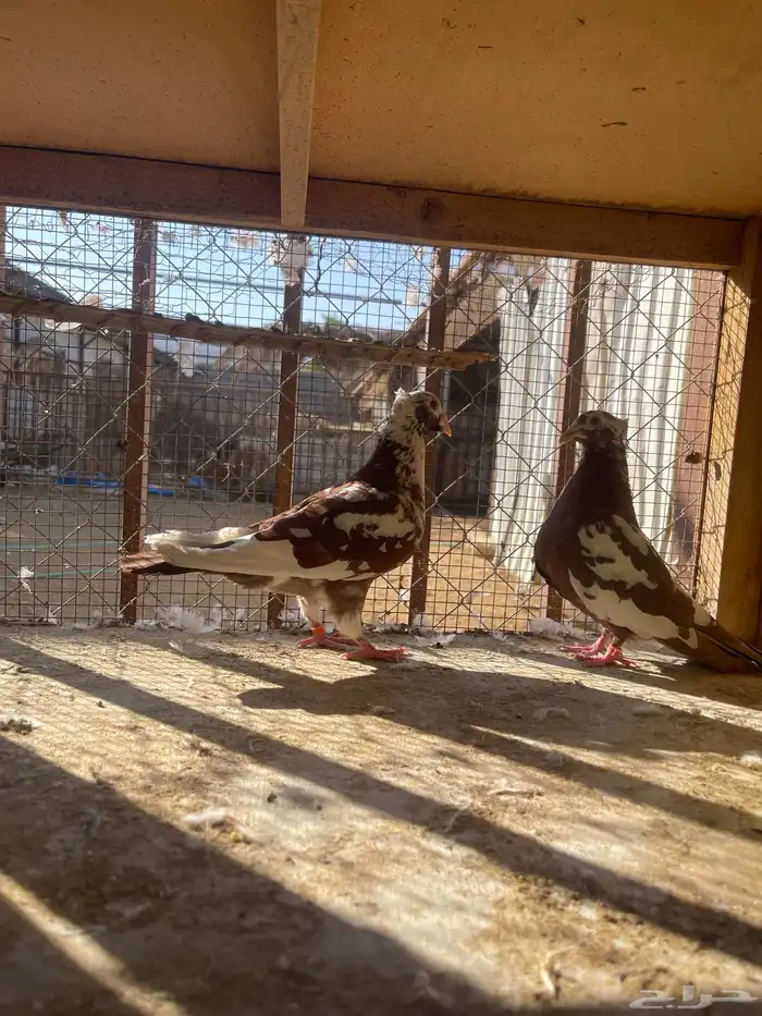 زاجل اجواز 11