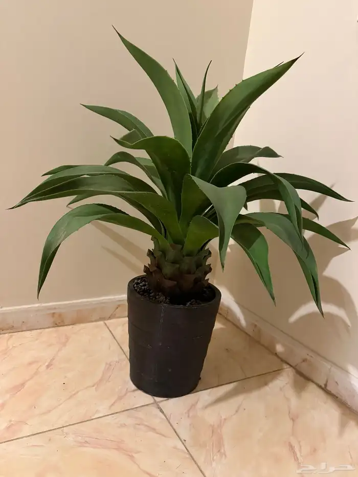 شجرة طبيعية و مكيف صحراوي 0