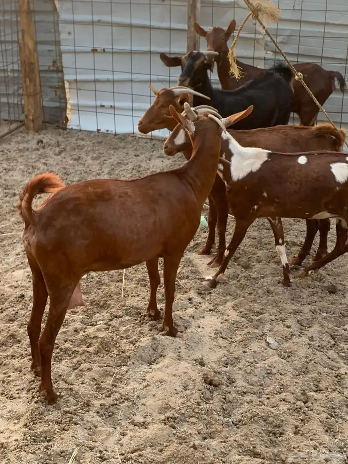 للبيع معزا دهم مواليد 7