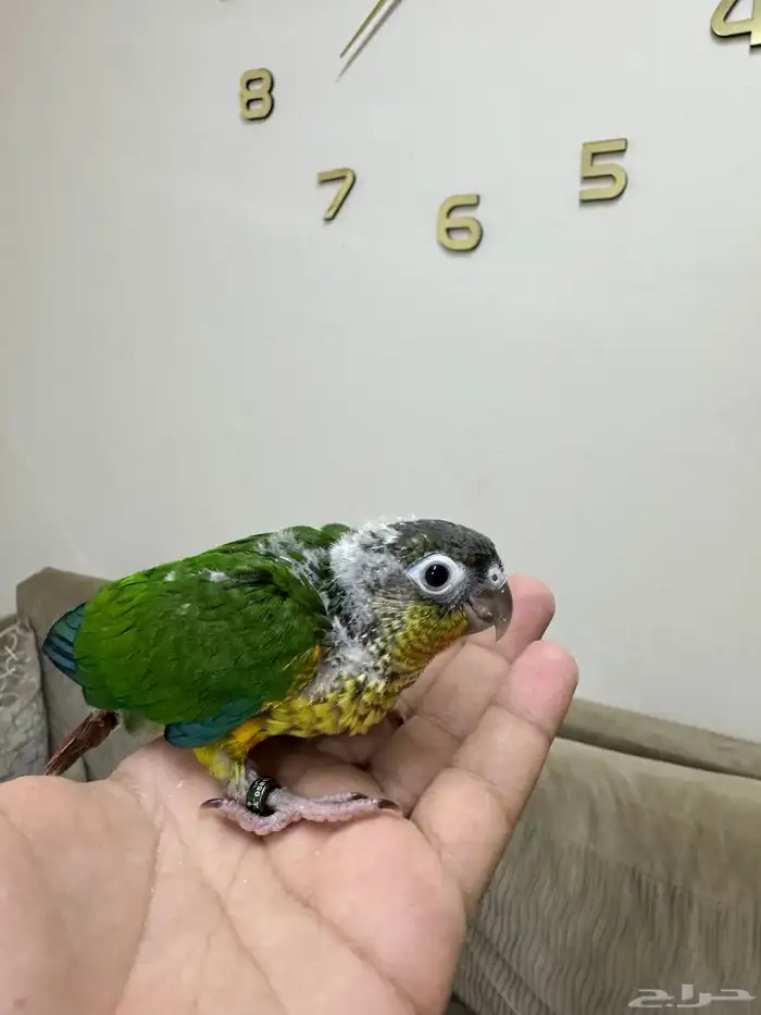 اتوفرت فروخ جديدة ( كنيور -كروان -روز ) 5