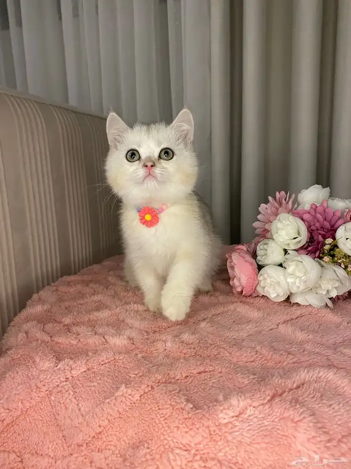 قطط سكوتش تربل فولد واستريت للبيع 4