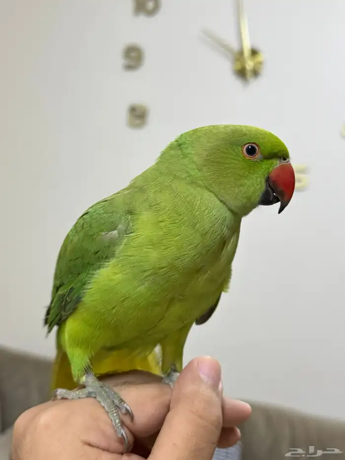 درة هندي( تم البيع ) 3