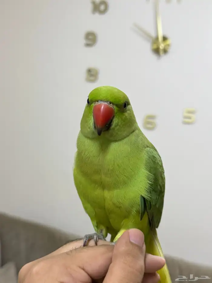 درة هندي( تم البيع ) 0