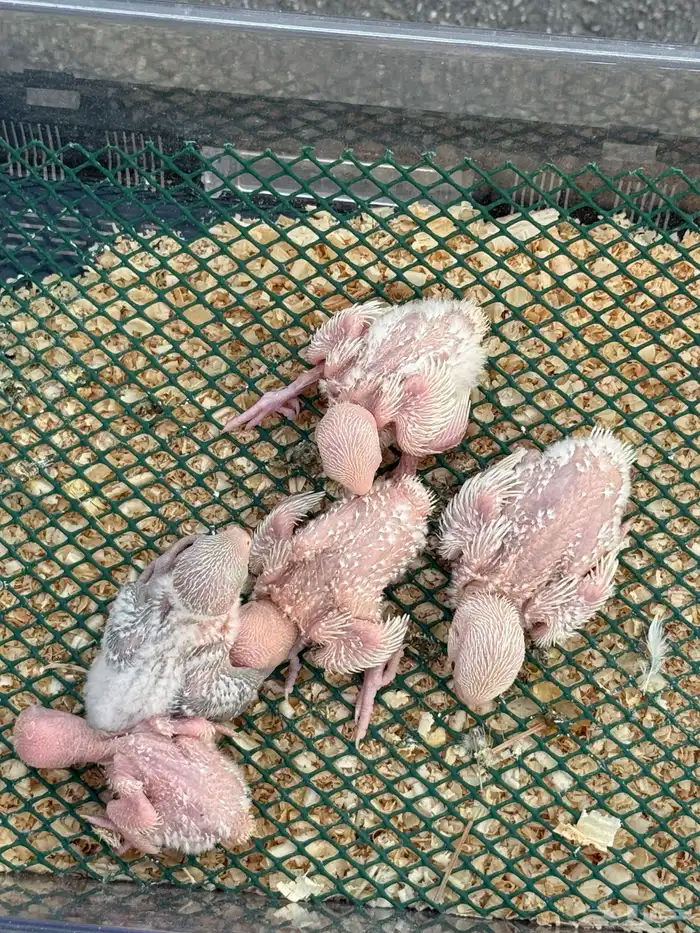 فروخ روز غار 2