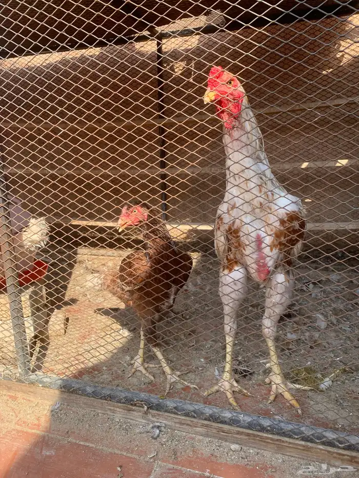 ديك مكس شامو و سندي 0