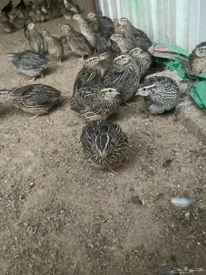 محميه فرح ( سمان ) 2