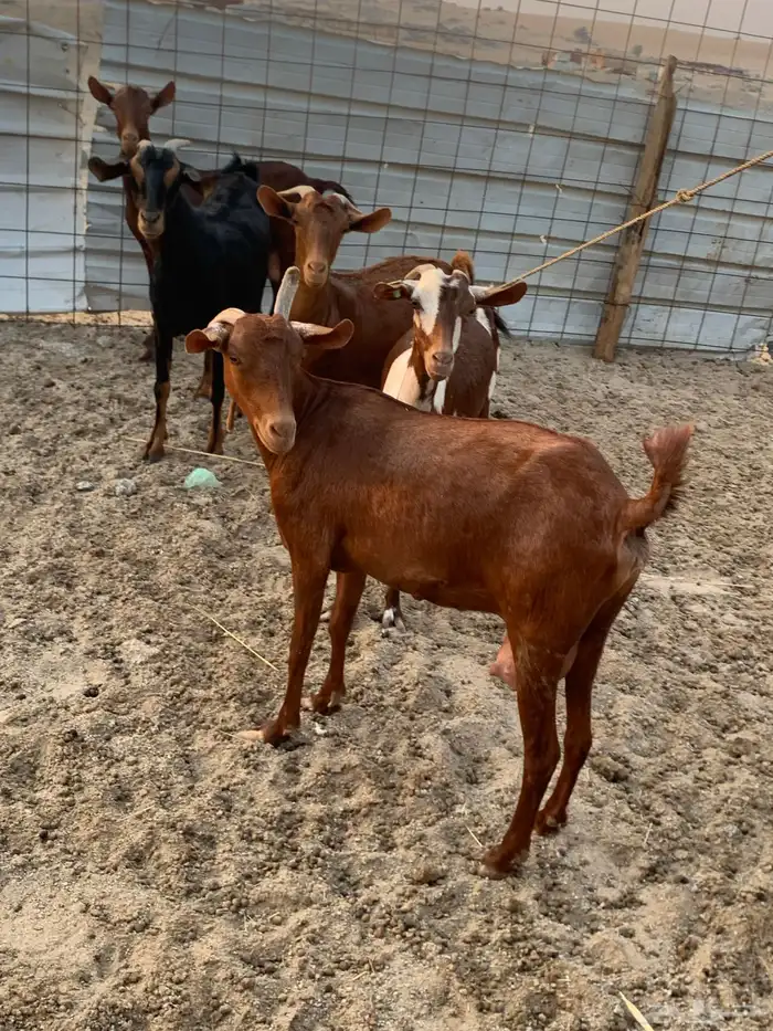 للبيع معزا دهم مواليد 9